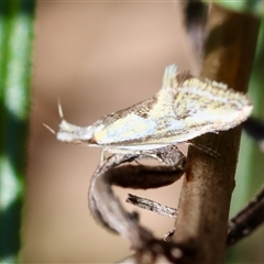 Thema macroscia (A concealer moth) at Hughes, ACT - 26 Oct 2024 by LisaH