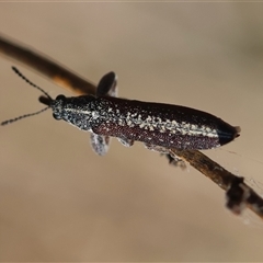 Rhinotia sparsa at Deakin, ACT - 26 Oct 2024