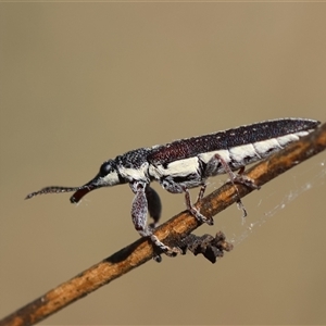 Rhinotia sparsa at Deakin, ACT - 26 Oct 2024