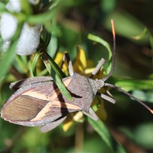 Mictis profana at Hughes, ACT - 26 Oct 2024 03:00 PM