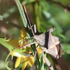 Mictis profana at Hughes, ACT - 26 Oct 2024 03:00 PM