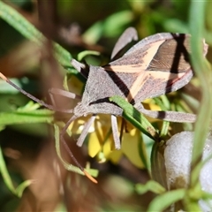 Mictis profana at Hughes, ACT - 26 Oct 2024