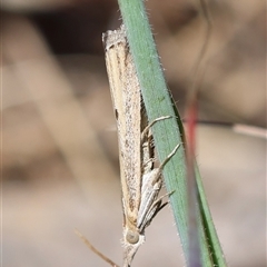 Faveria tritalis (Couchgrass Webworm) at Hughes, ACT - 26 Oct 2024 by LisaH