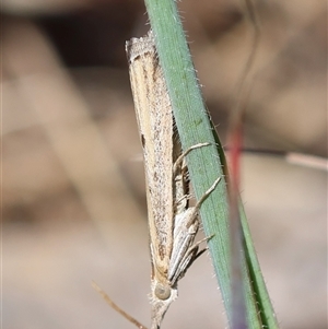 Faveria tritalis at Hughes, ACT - 26 Oct 2024 03:08 PM