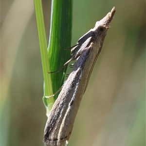 Faveria tritalis at Hughes, ACT - 26 Oct 2024