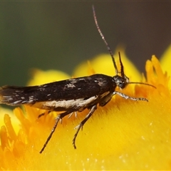 Scythrididae (family) at Hughes, ACT - 26 Oct 2024 by LisaH