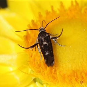 Eretmocera (genus) (Scythrididae family) at Hughes, ACT - 26 Oct 2024