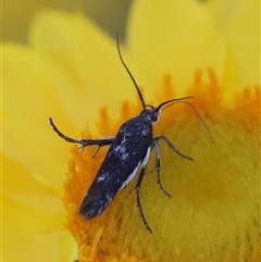 Eretmocera (genus) (Scythrididae family) at Hughes, ACT - 26 Oct 2024