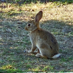 Oryctolagus cuniculus (European Rabbit) at Parkes, ACT - 26 Oct 2024 by MatthewFrawley