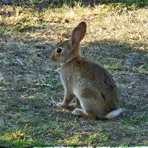 Oryctolagus cuniculus at Parkes, ACT - 26 Oct 2024 05:54 PM