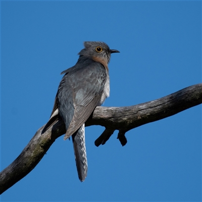 Cacomantis flabelliformis at Kowen, ACT - 26 Oct 2024 by Untidy