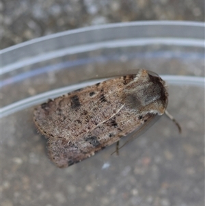 Agrotis porphyricollis at Hughes, ACT - 26 Oct 2024