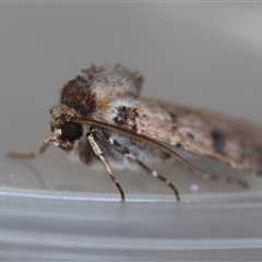 Agrotis porphyricollis at Hughes, ACT - 26 Oct 2024