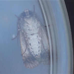 Agrotis porphyricollis at Hughes, ACT - 26 Oct 2024 03:22 PM