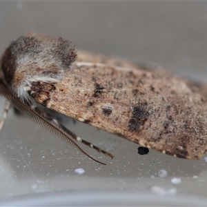 Agrotis porphyricollis at Hughes, ACT - 26 Oct 2024 03:22 PM