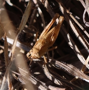 Phaulacridium vittatum at Hughes, ACT - 26 Oct 2024