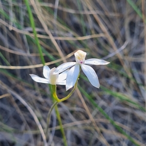 Caladenia moschata at Bruce, ACT - 26 Oct 2024