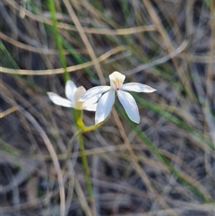 Caladenia moschata at Bruce, ACT - suppressed