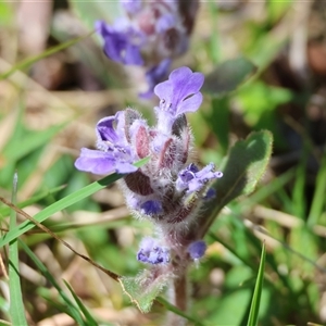 Ajuga australis at Mongarlowe, NSW - suppressed