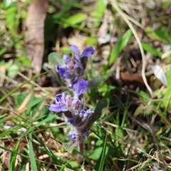 Ajuga australis at Mongarlowe, NSW - suppressed