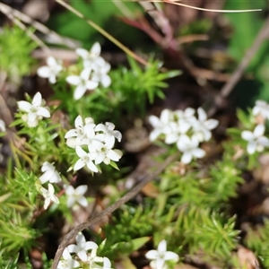 Asperula scoparia at Mongarlowe, NSW - suppressed