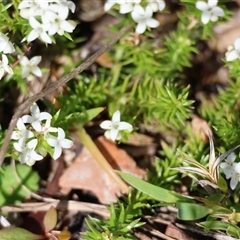 Asperula scoparia at Mongarlowe, NSW - suppressed