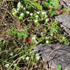 Asperula scoparia at Mongarlowe, NSW - suppressed