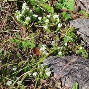 Asperula scoparia at Mongarlowe, NSW - suppressed