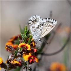 Neolucia agricola at Pialligo, ACT - 26 Oct 2024