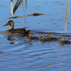 Spatula rhynchotis (Australasian Shoveler) at Fyshwick, ACT - 26 Oct 2024 by RodDeb