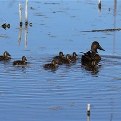 Spatula rhynchotis at Fyshwick, ACT - 26 Oct 2024