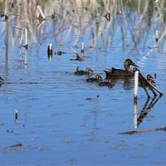 Spatula rhynchotis at Fyshwick, ACT - 26 Oct 2024