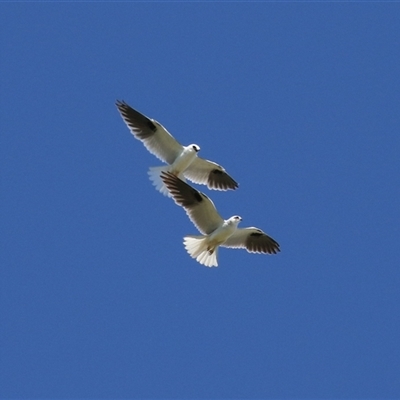 Elanus axillaris (Black-shouldered Kite) at Fyshwick, ACT - 26 Oct 2024 by RodDeb