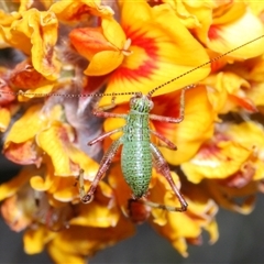 Caedicia simplex at Booth, ACT - 26 Oct 2024 05:48 PM