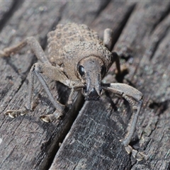 Psapharus infaustus at Mount Clear, ACT - 26 Oct 2024