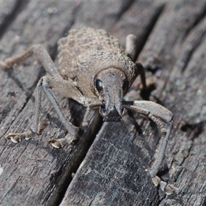 Psapharus infaustus at Mount Clear, ACT - 26 Oct 2024