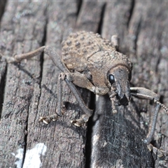 Psapharus infaustus at Mount Clear, ACT - 26 Oct 2024