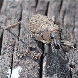 Psapharus infaustus at Mount Clear, ACT - 26 Oct 2024