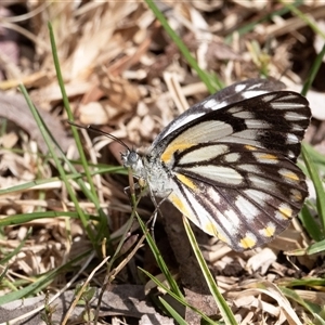 Belenois java at Higgins, ACT - suppressed