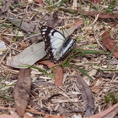 Belenois java at Higgins, ACT - suppressed