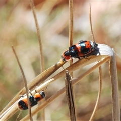 Dicranolaius concinicornis (Melyrid flower beetle) at Watson, ACT - 26 Oct 2024 by Harrisi