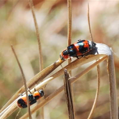 Dicranolaius concinicornis (Melyrid flower beetle) at Watson, ACT - 26 Oct 2024 by Harrisi