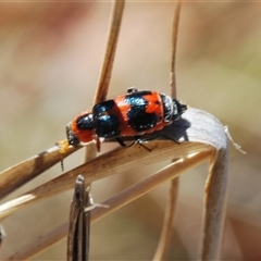 Dicranolaius concinicornis at Watson, ACT - 26 Oct 2024 11:26 AM
