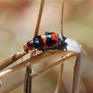Dicranolaius concinicornis at Watson, ACT - 26 Oct 2024 11:26 AM