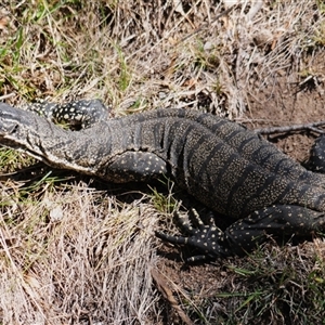 Varanus rosenbergi at Booth, ACT - suppressed