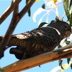 Callocephalon fimbriatum at Booth, ACT - 26 Oct 2024