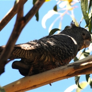 Callocephalon fimbriatum at Booth, ACT - 26 Oct 2024