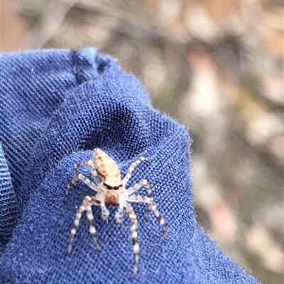 Unidentified Jumping or peacock spider (Salticidae) at Kungala, NSW - 26 Oct 2024 by donnanchris