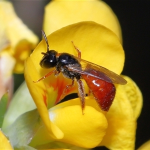 Exoneura sp. (genus) at Acton, ACT - 25 Oct 2024