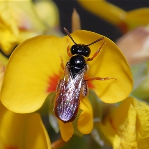 Exoneura sp. (genus) at Acton, ACT - 25 Oct 2024